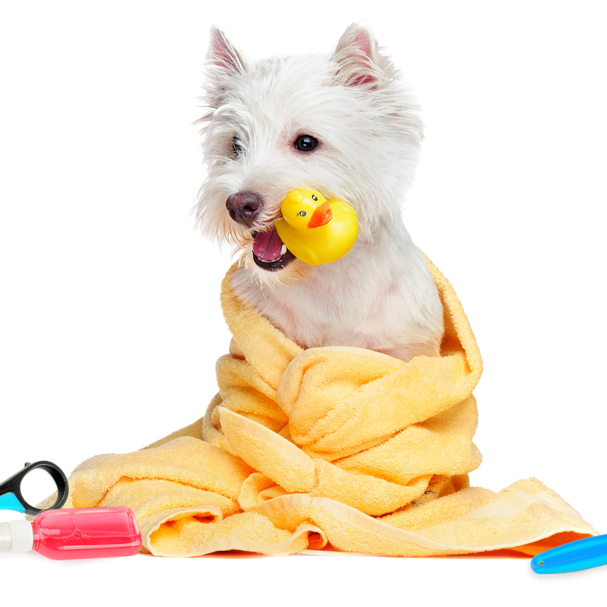 Pet Care